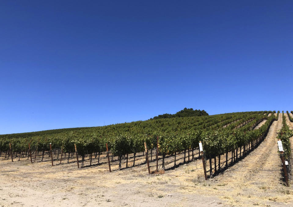 This Oct. 13, 2019 photo shows the vineyard at the Paix Sur Terre winery in Paso Robles, Calif. Winemakers around this central California city can grow a mind-boggling variety of grapes thanks to a wide diversity of microclimates. The wine-growing area around Paso Robles is nearly three times the size of Napa Valley. (AP Photo/Sally Carpenter Hale)