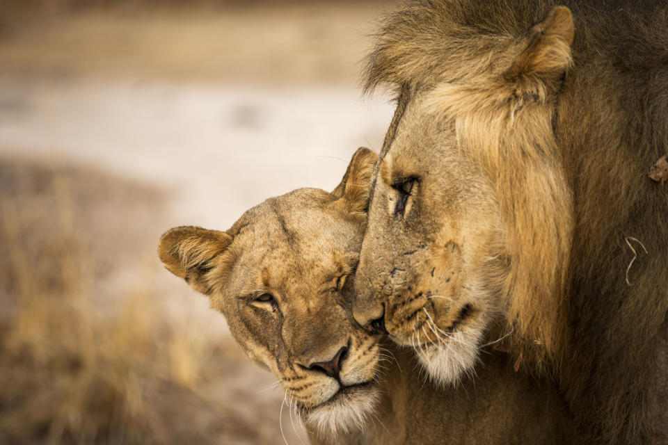Lions snuggle on the plains of the Liuwa Plain National Park, Zambia. (Photo: Will Burrard-Lucas/Caters News)