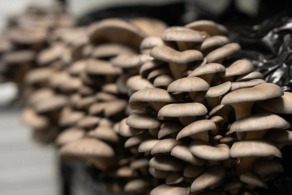 Oyster mushrooms are among the many varieties grown at Myers Mushrooms in Haysville.