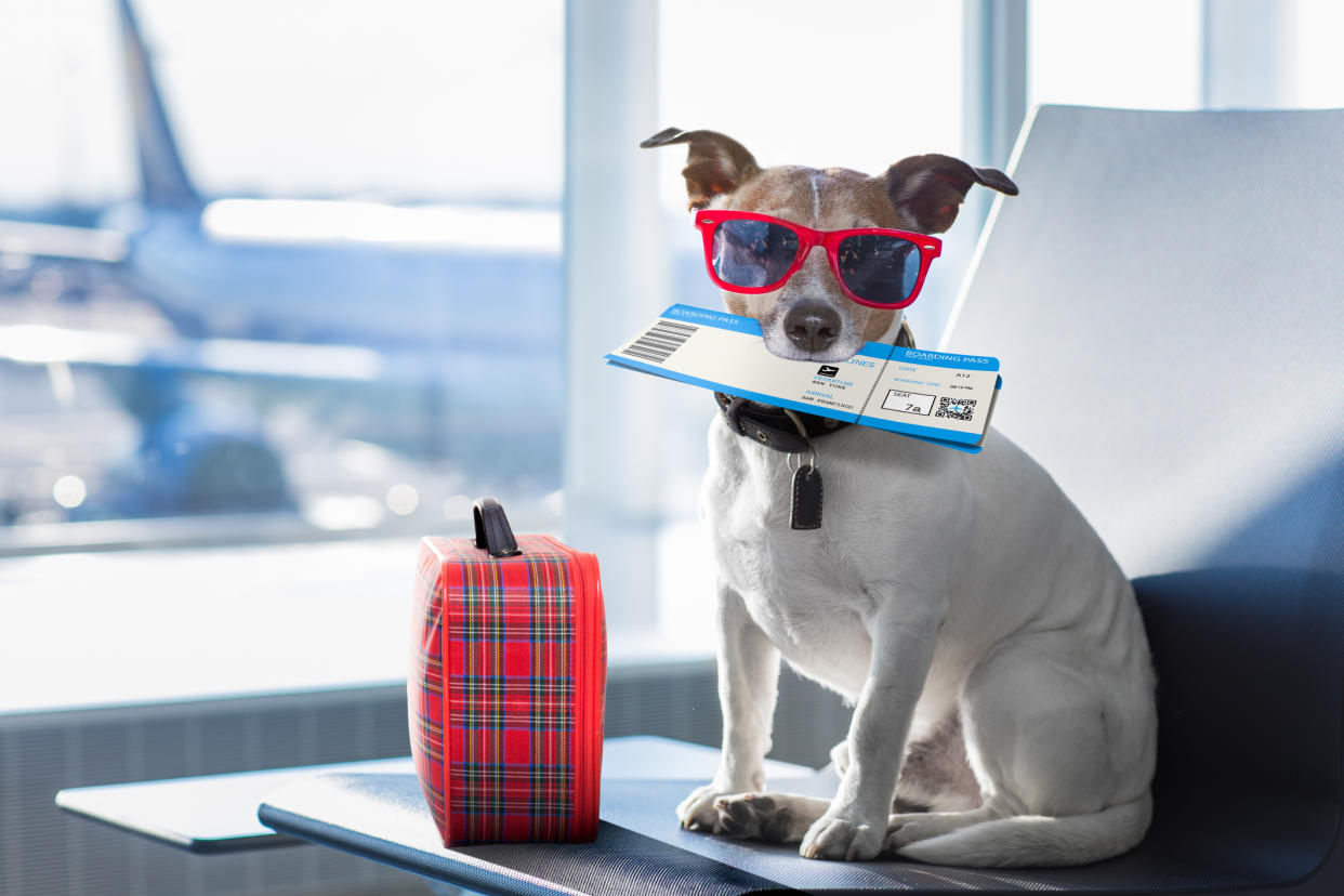 The rules have changed slightly for taking pets on holiday. (Getty Images)