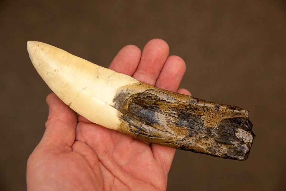 Giganotosaurus tooth cast in a person's hand for Giganotosaurus vs. T. rex comparison