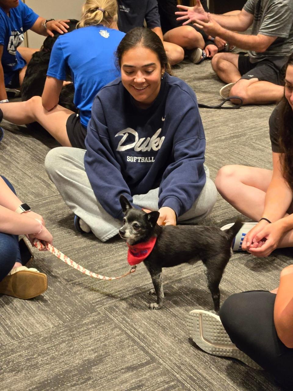 The Duke softball team meets Parker the chihuahua.