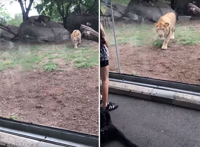 The lion was quick on its approach when it spotted the dog. Source: YouTube/RJVlogs