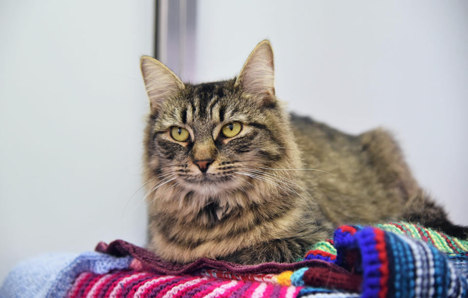 Yet another shot of the lovely Monique. (Photo: Battersea Dogs & Cats Home)