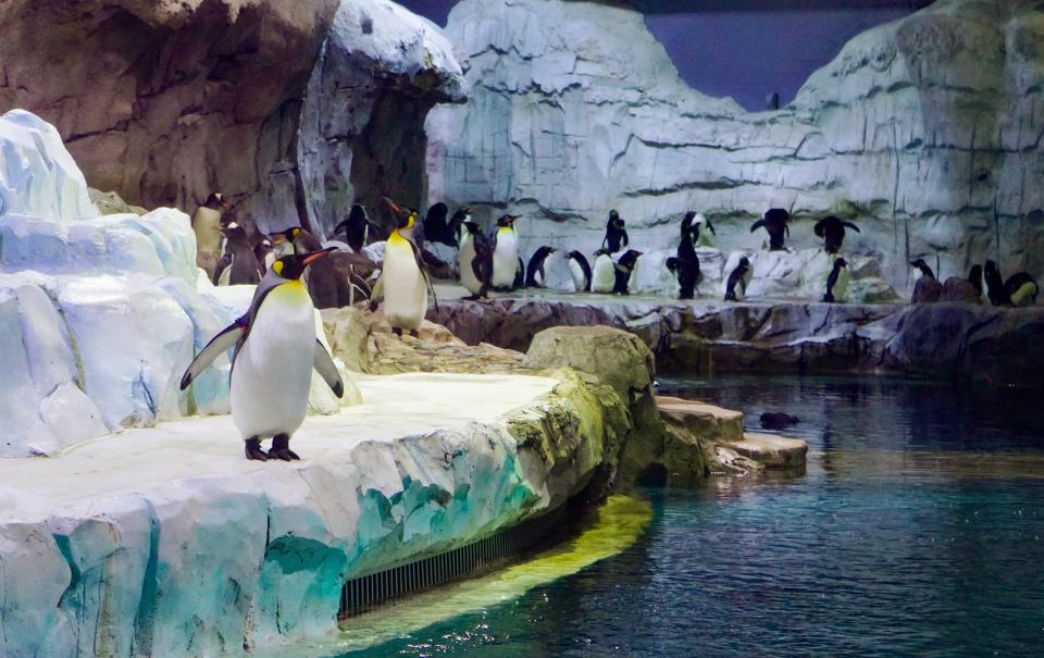 Penguins at the Polk Penguin Conservation Center at the Detroit Zoo. The Detroit Zoo penguin center reopened after years of construction but is still dealing with leaks.