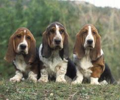 basset_hound