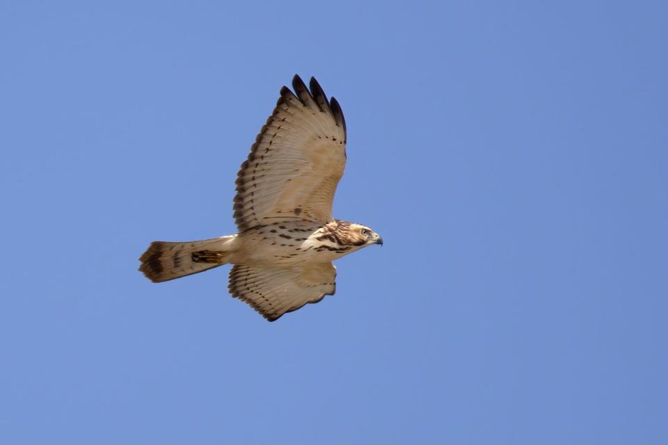 The migration of the broad-winged hawk can be seen from high elevations during mid to late September. Excellent vantage points include stops along the Blue Ridge Parkway and at Newfound Gap, Indian Gap, Clingmans Dome (aka Kuwohi), and Look Rock fire tower on the Foothills Parkway in Great Smoky Mountains National Park.