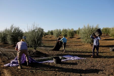 Workers harvest olives in an olive grove in Porcuna, southern Spain