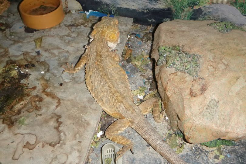 Two bearded dragons were also found "lifeless and flattened out" at the bottom of their vivarium -Credit:RSPCA