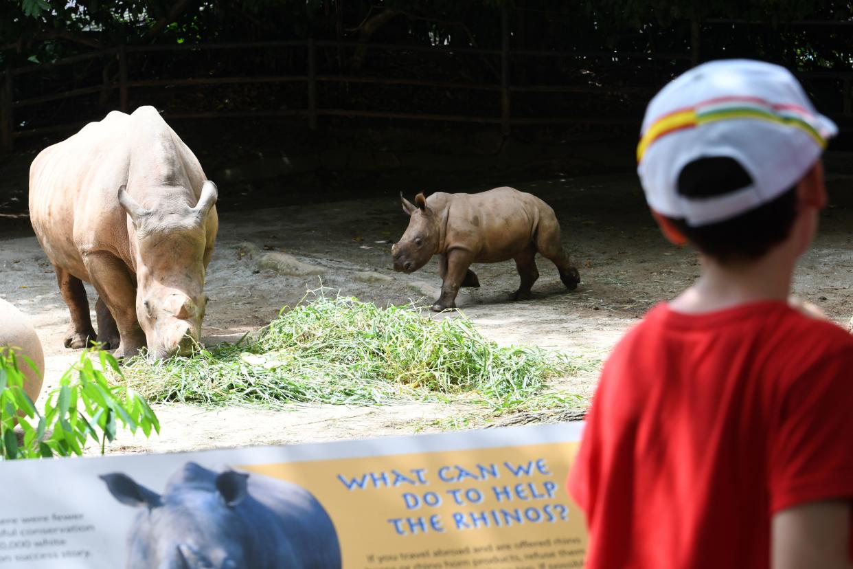 A baby white rhino, which was born in 2019, runs around its enclosure at the Singapore Zoo in Singapore on February 18, 2020. (PHOTO: AFP via Getty Images)