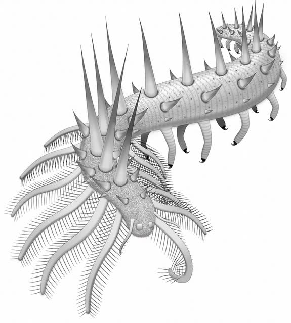 An illustration showing the many legs and spikes covering the early Cambrian creature, <i>Collinsium ciliosum</i>.