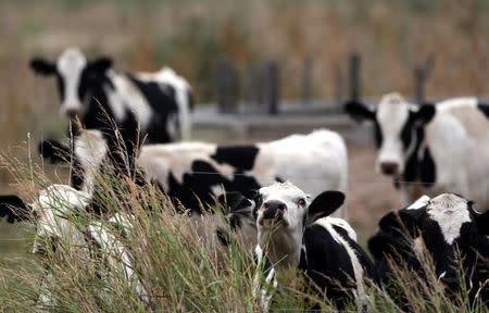 Cows graze on a farm near Sunchales, Argentina, April 6, 2018. Picture taken April 6, 2018. REUTERS/Marcos Brindicci
