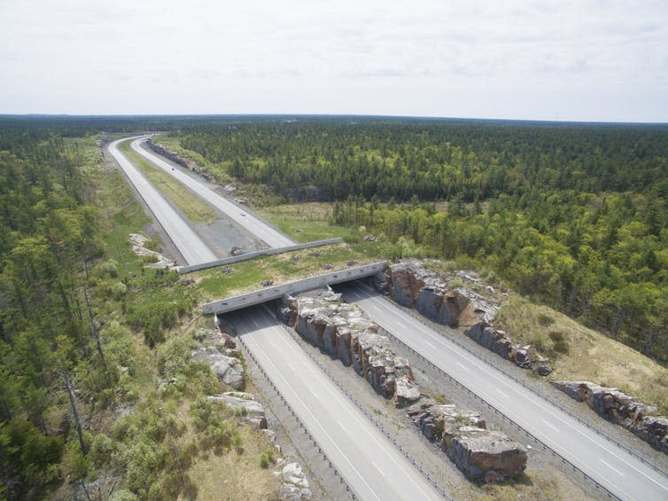 <span class="caption">Big construction projects in a Green New Deal could focus on making road networks safe for wildlife.</span> <span class="attribution"><a class="link " href="https://www.shutterstock.com/image-photo/wildlife-crossing-bridge-over-highway-forest-426392971" rel="nofollow noopener" target="_blank" data-ylk="slk:Skyward Kick Productions/Shutterstock;elm:context_link;itc:0;sec:content-canvas">Skyward Kick Productions/Shutterstock</a></span>