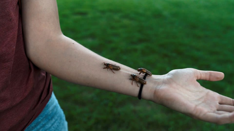 Cicadas are noisy and come in large numbers in the spring, but they are harmless.  They will not bite you or steal your pets.  - Cheney Orr/Reuters