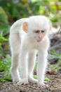 <p>The stunning albino monkey stays near to the bushes and trees. (Photo: Christy Strever/Caters News) </p>