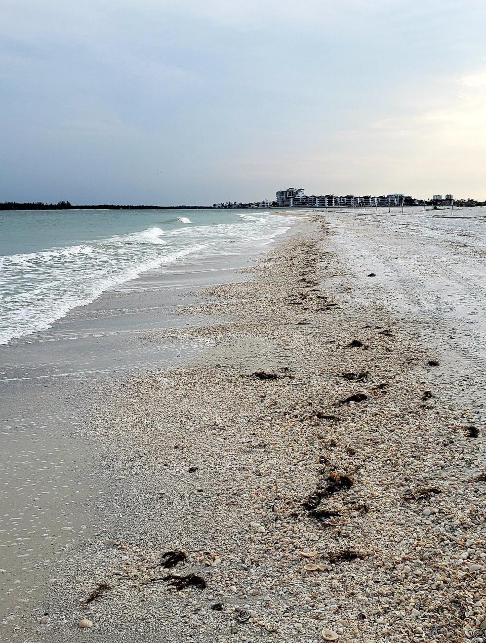 Tigertail Beach in Collier County is popular for shelling. This is where John Yates found his prized junonia shell in April.