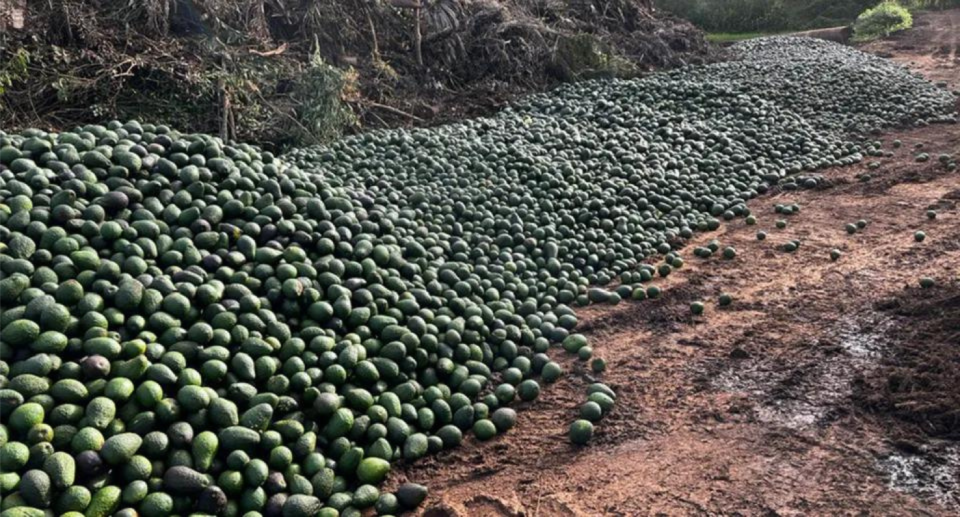 Piles pf avocados dumped in Far North Queensland