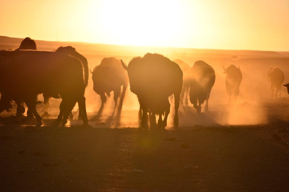 Bison await transfer to Native American tribes inside a corral at Badlands National Park on Oct. 13, 2022.