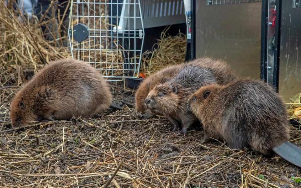 Beavers were released at Loch Lomond - Joshua Glavin/The Beaver Trust