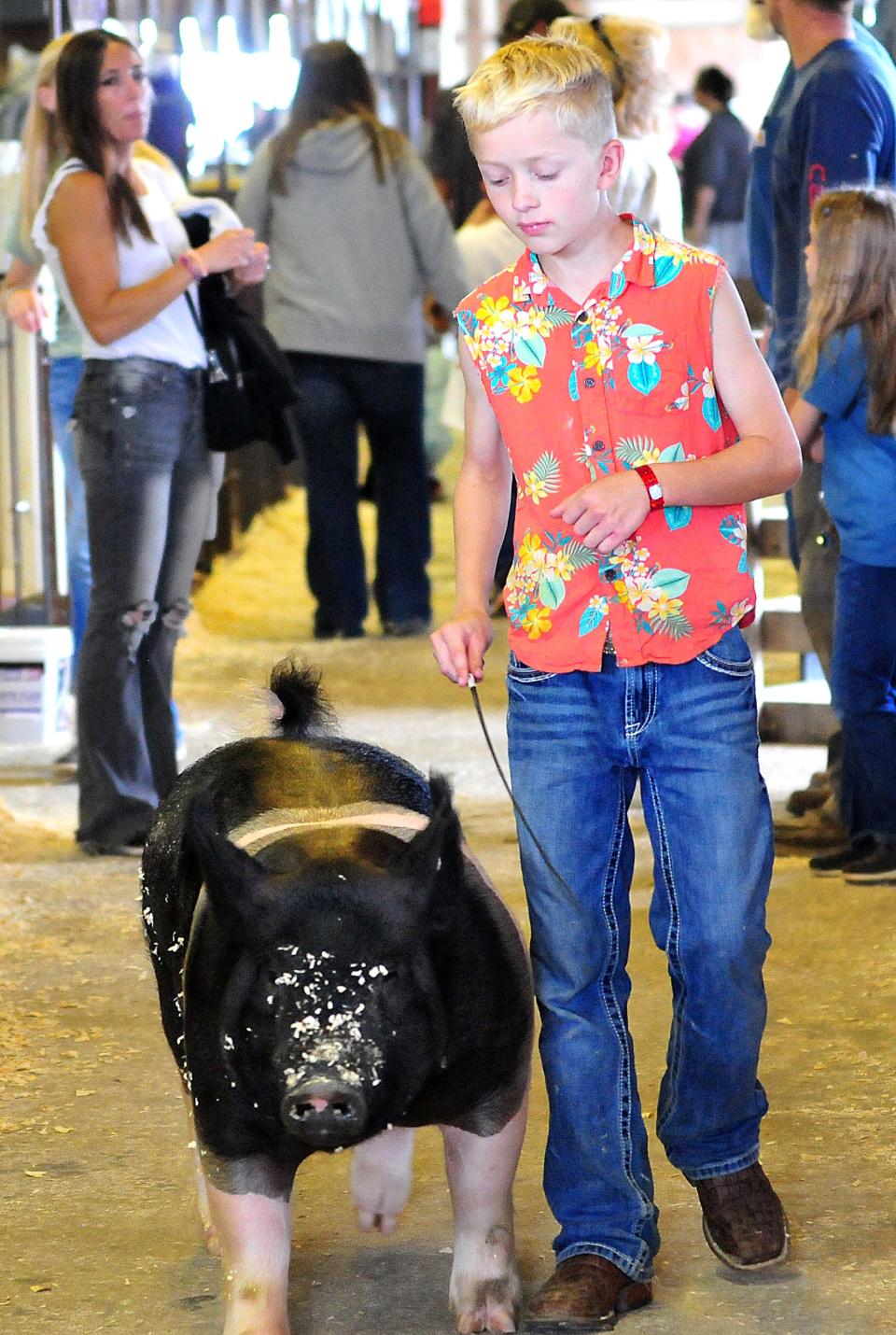 Gunnar While walks with his older brother’s hog in the swine barn Sunday, opening day of the Ashland County Fair.