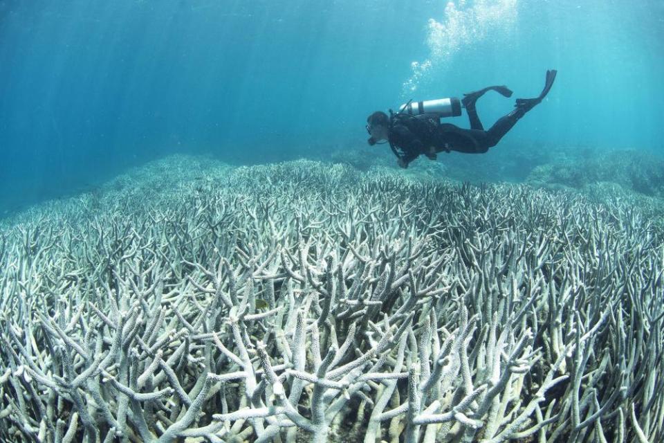 The bleached coral on Heron Island on the Great Barrier Reef.