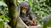 DisneyNature's "Chimpanzee" - 2012