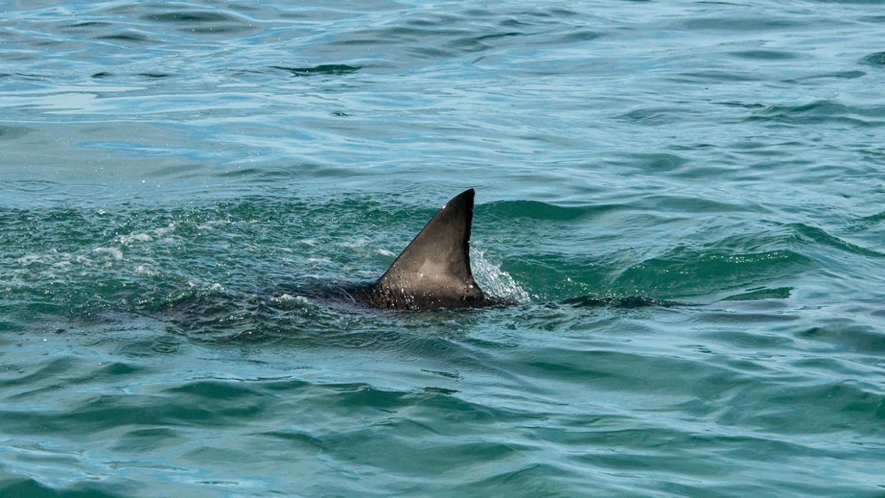 fin of a great white shark