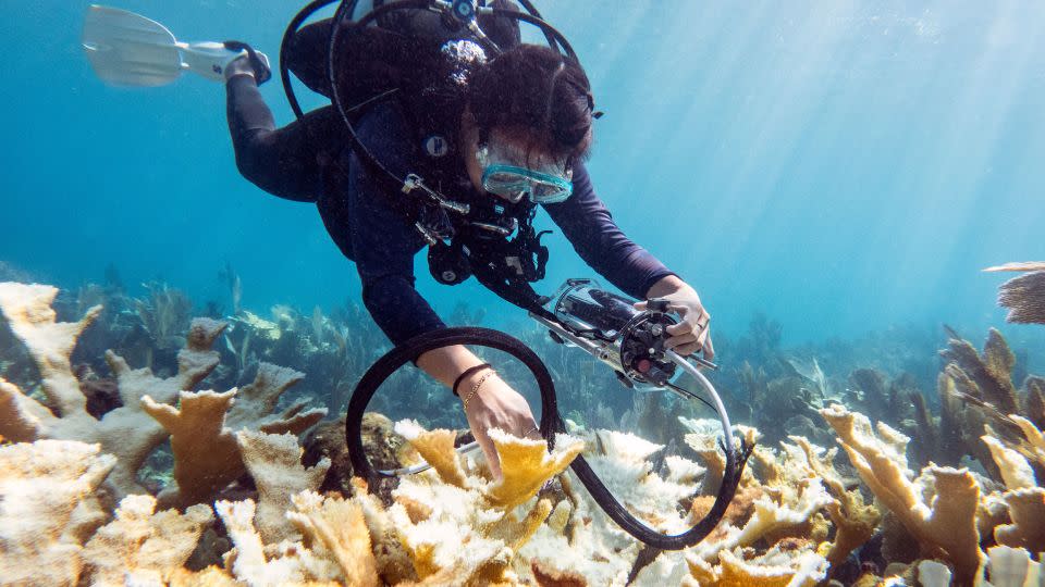 A scientist examines coral off the coast of Florida in early October. - Courtesy Liv Williamson