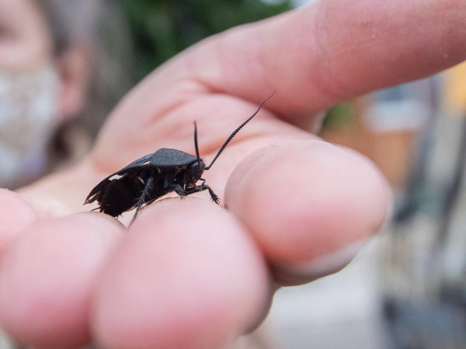 An animal keeper shows a domino cockroach at Hannover Zoo.