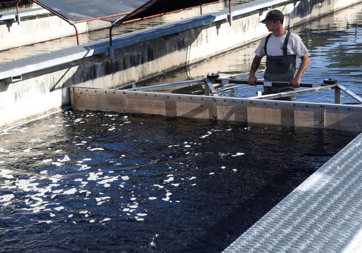 Clayton Hines, a fish culturist at the Coleman National Fish Hatchery, corrals young salmon before they're pumped into a tanker for a trip to the San Francisco Bay where they were released on Tuesday, May 4, 2021.