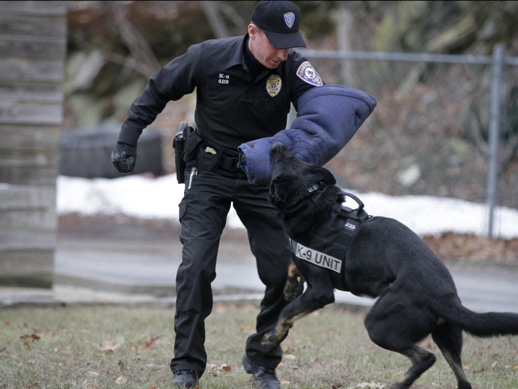 Officer Shane O'Donnell acts as a perpetrator getting detained by Cranston K-9 Zeus during an introduction of department police dogs in 2016.