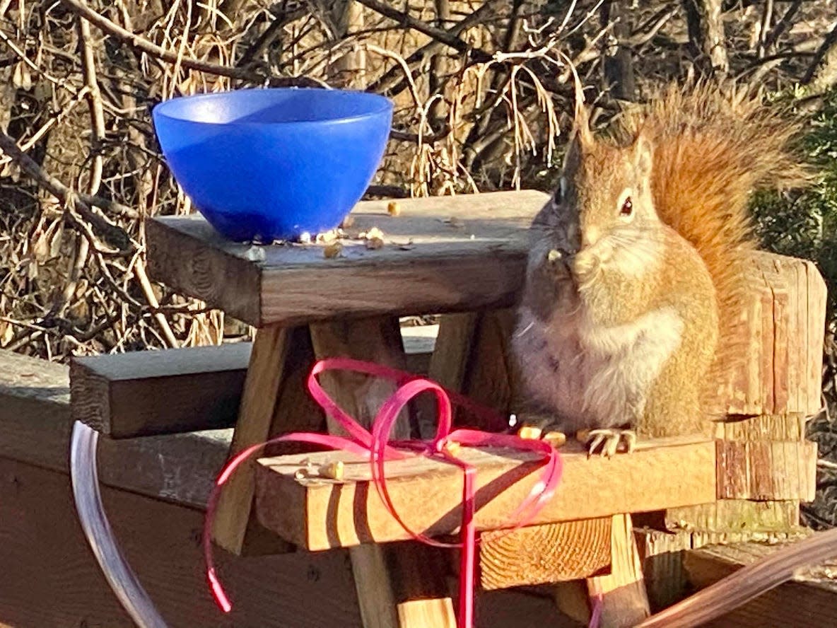 little red drunk squirrel