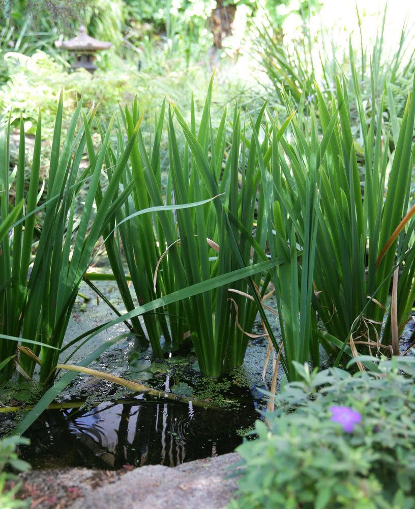 In the Japanese garden reeds and other aquatic plants promote oxygen and provide hiding places for the ornamental fish. Picture: Robert Duncan