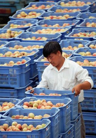 A Chinese worker at the Gold River Natural Fruit Juices Company stacks boxes of peaches at the newly-opened factory in Saule, Hebei Province in this August 11, 1997 file photo. REUTERS/Files