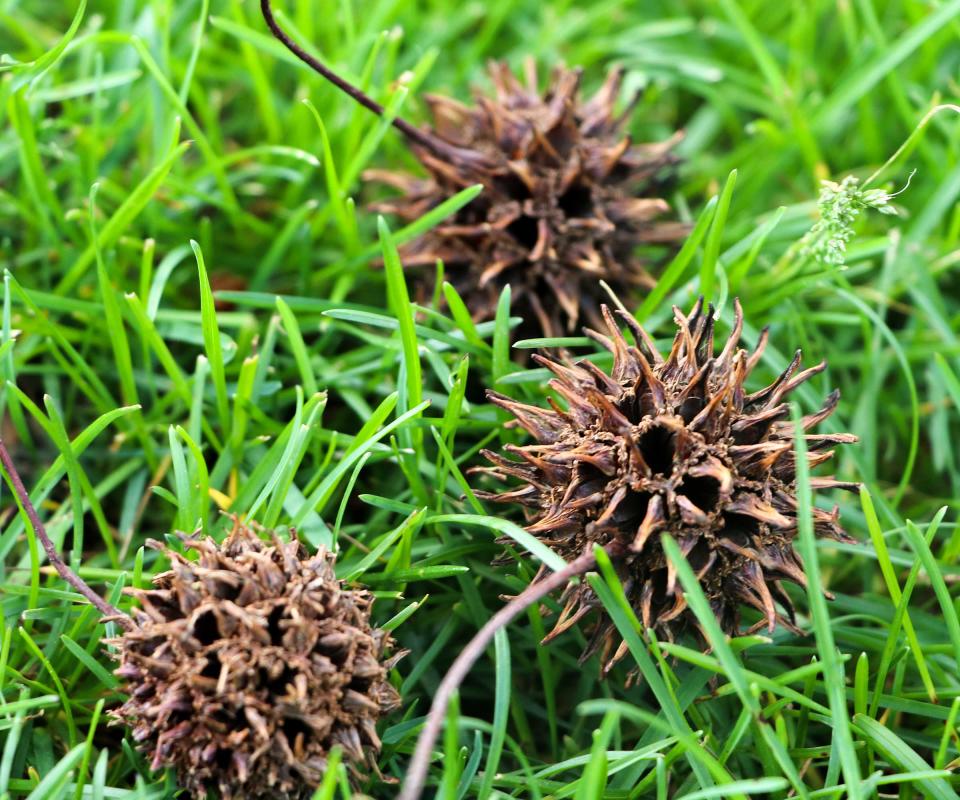 sweet gum seeds