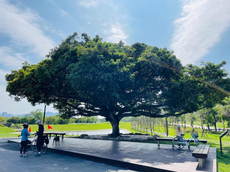 沐心池旁的百年大榕樹開放成為熱門的打卡景點。   圖：新北高灘處／提供