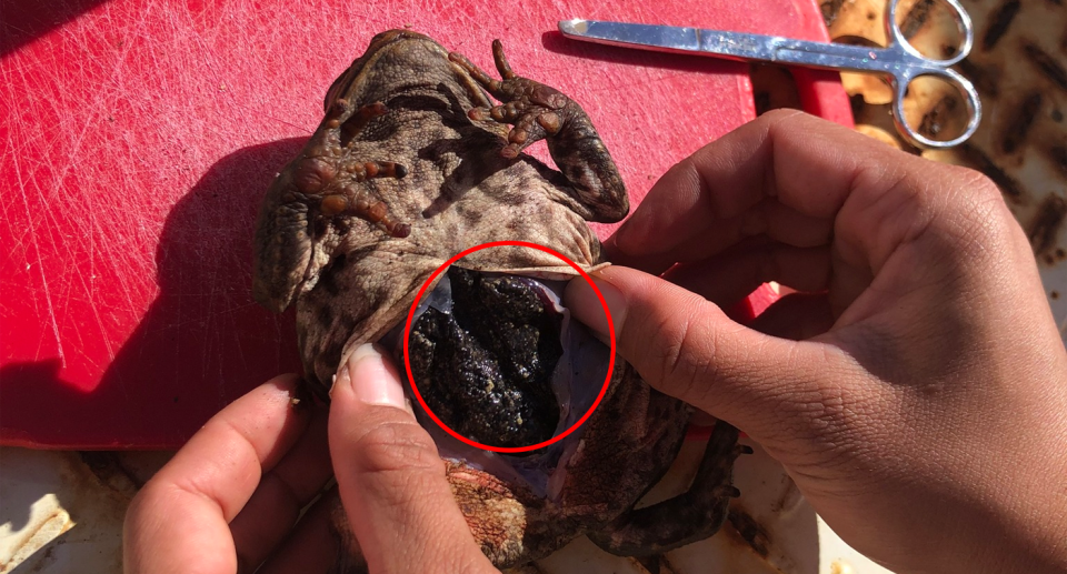 A cane toad dead with its stomach open. A red circle around the hole.