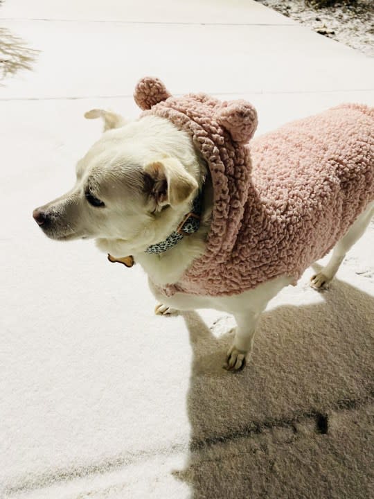 Macie is unsure about the snowfall in Murfreesboro (Courtesy: Rachel Moodie)