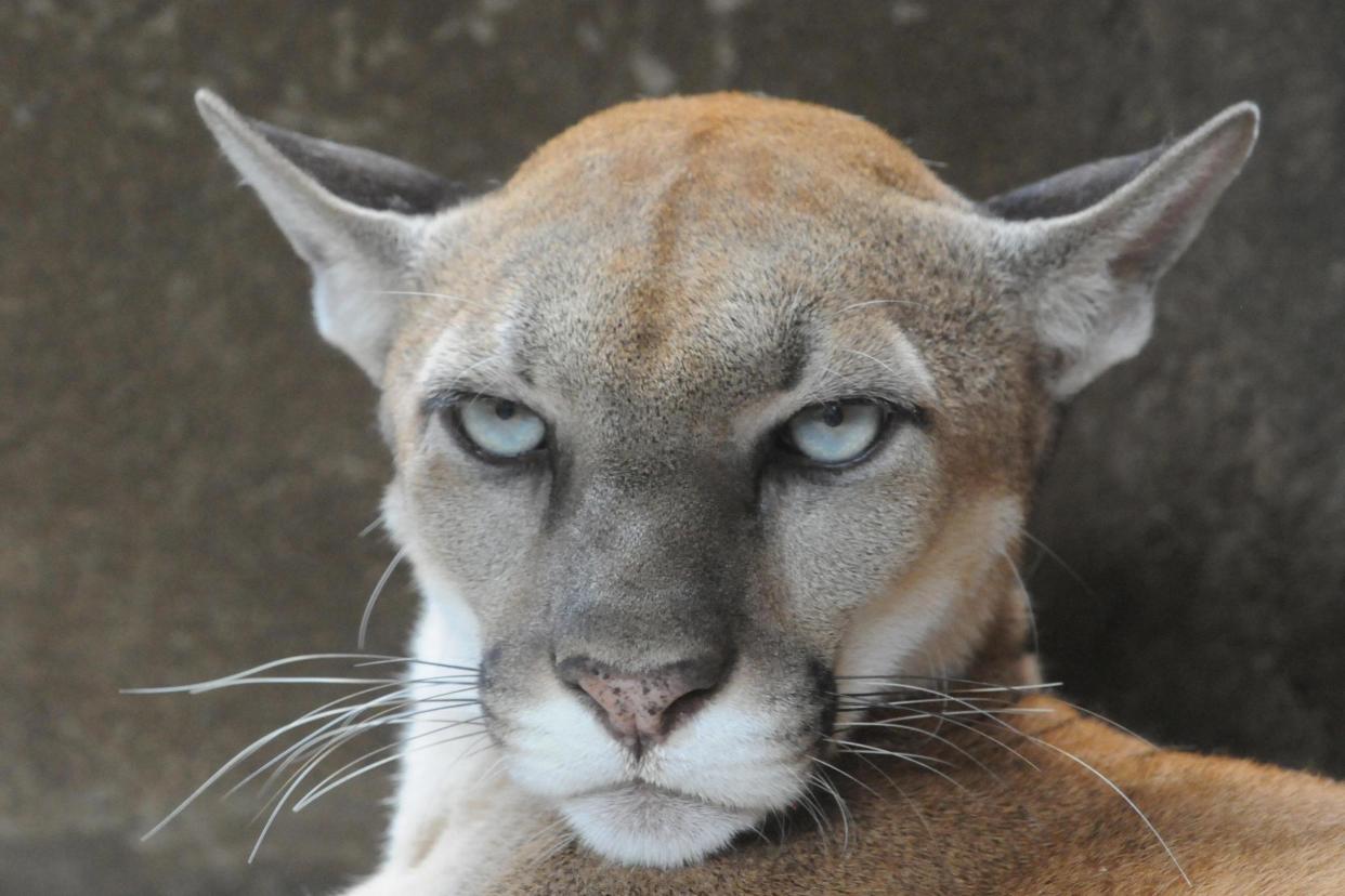 There are reports of other mountain lion sightings in the area: AFP via Getty Images