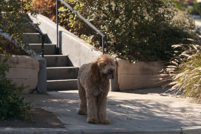 The Goldendoodle Way: A Guide to Successful by Tales, Gus