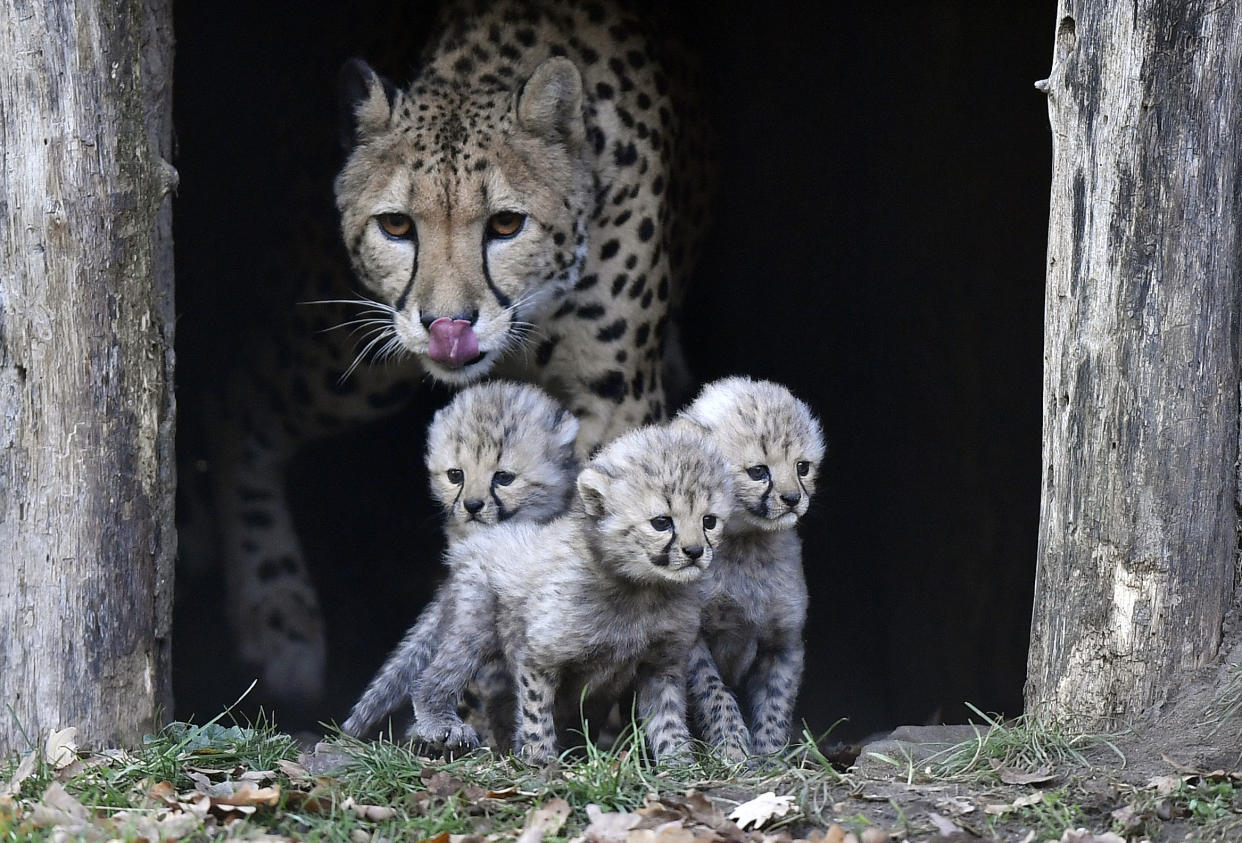 Cheetah mother Isantya looks at her three babies at their enclosure at the zoo in Muenster, Germany on Nov. 9, 2018. The triplets were born on Oct. 4, 2018, (Photo: Martin Meissner/AP)