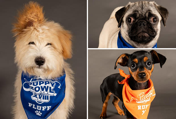 Puppy Bowl 2022 Photos: Meet the Adorable, Adoptable Starting Lineup