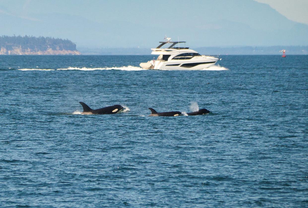 It's tempting to envision orcas attacking yachts as the forward troops in an animal uprising. <a href="https://www.gettyimages.com/detail/photo/killer-whale-family-with-yacht-royalty-free-image/1425229306?adppopup=true" rel="nofollow noopener" target="_blank" data-ylk="slk:Jackson Roberts/iStock via Getty Images Plus;elm:context_link;itc:0;sec:content-canvas" class="link ">Jackson Roberts/iStock via Getty Images Plus</a>