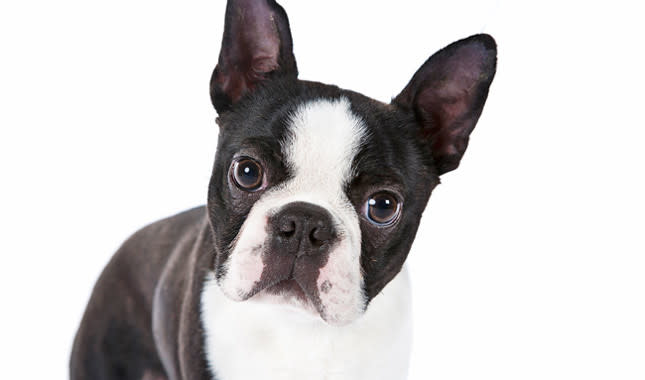 New England Gentleman: Boston Terrier