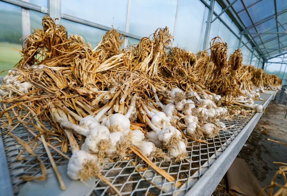 Garlic cures in the greenhouse at Gwenyn Hill Farm in Waukesha on Tuesday, August 7, 2023.