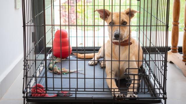 Welcome Home: How to Crate Train Your New Dog or Puppy