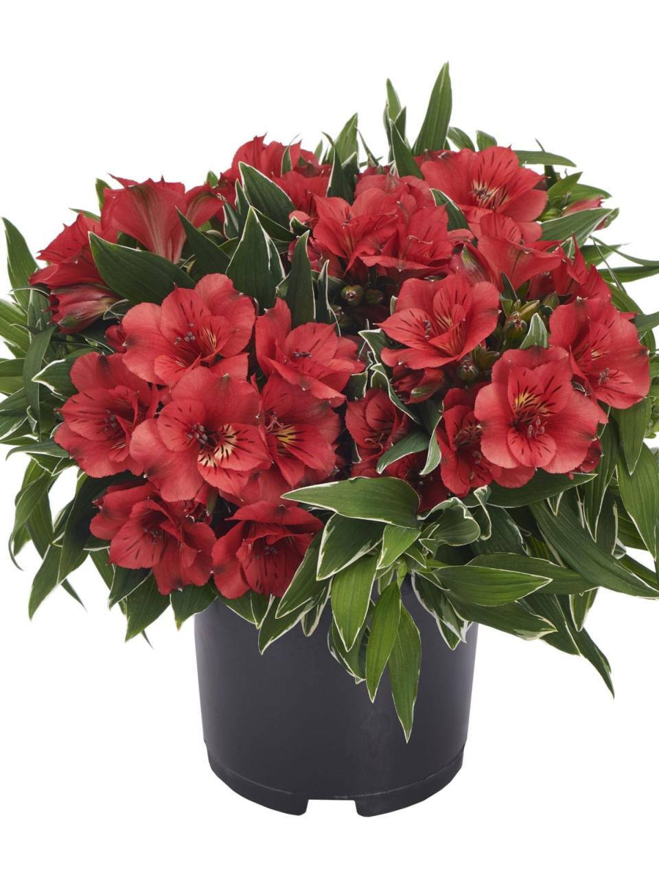 Colorita Katiana is a  pot alstroemeria that's easy to care for.