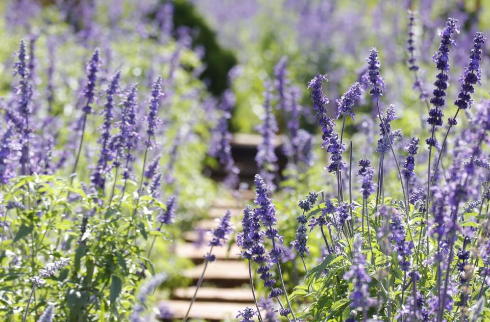 summer flowers blue salvia flowers blooming under the morning sunshine