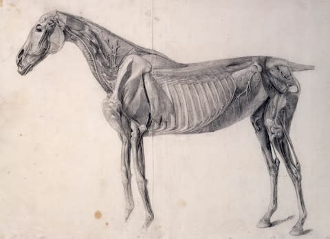 Finished study for 'The Fourth Anatomical Table of the Muscles of the Horse', 1756- 1758, Pencil and black chalk - Credit: © Royal Academy of Arts, London