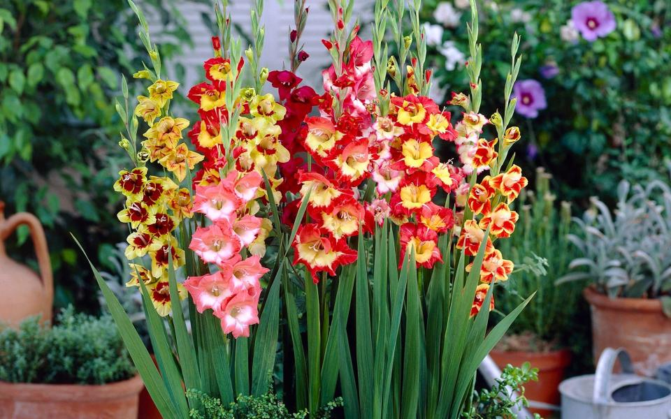  Gladiolus mixed - Getty 